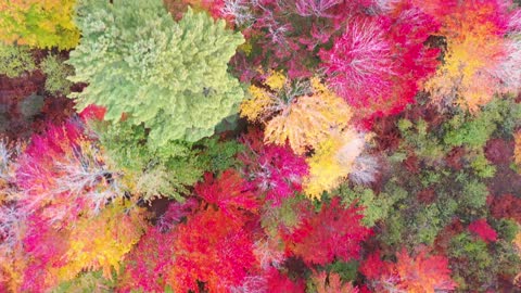 delightful View Of Trees