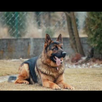 Dogs & puppies facts