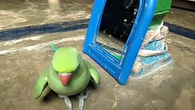 Funny parrot fails to recognize itself in mirror