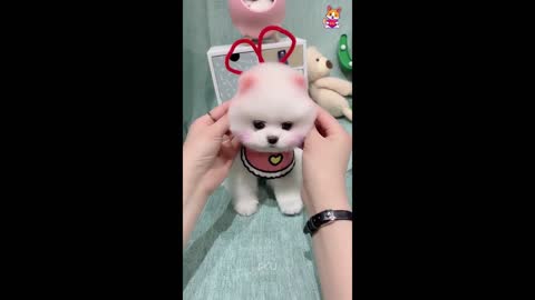 Cute and Funny Pomeranian Videos 131 #Shorts