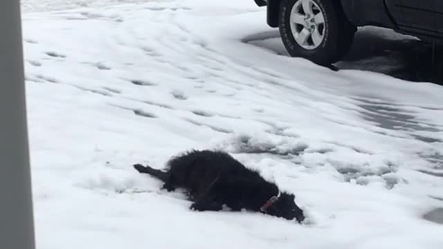 Black dog burrows into snow in driveway of lawn