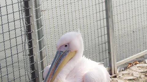 The pink pelican