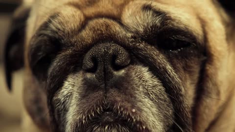 An extreme closeup shot of a pug's face