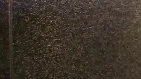 Huge Swarms of Mayflies Surround Lights