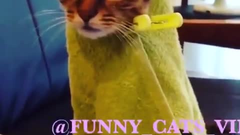 Funny and Cute Cats Videos #106 │ Gadis Sekarwangi