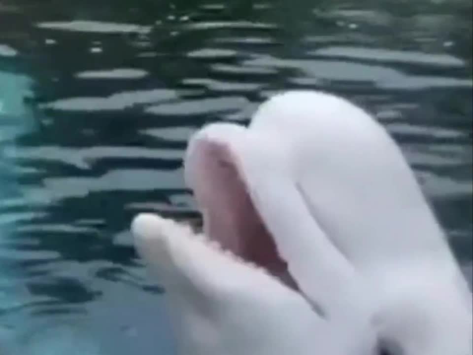 White dolphins are really cute