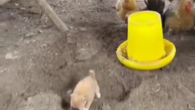 What kind of bad thoughts can a dog have is just wanting to play with chickens?