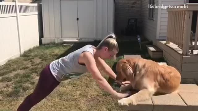 Golden retriever watching owner work out and hugging her