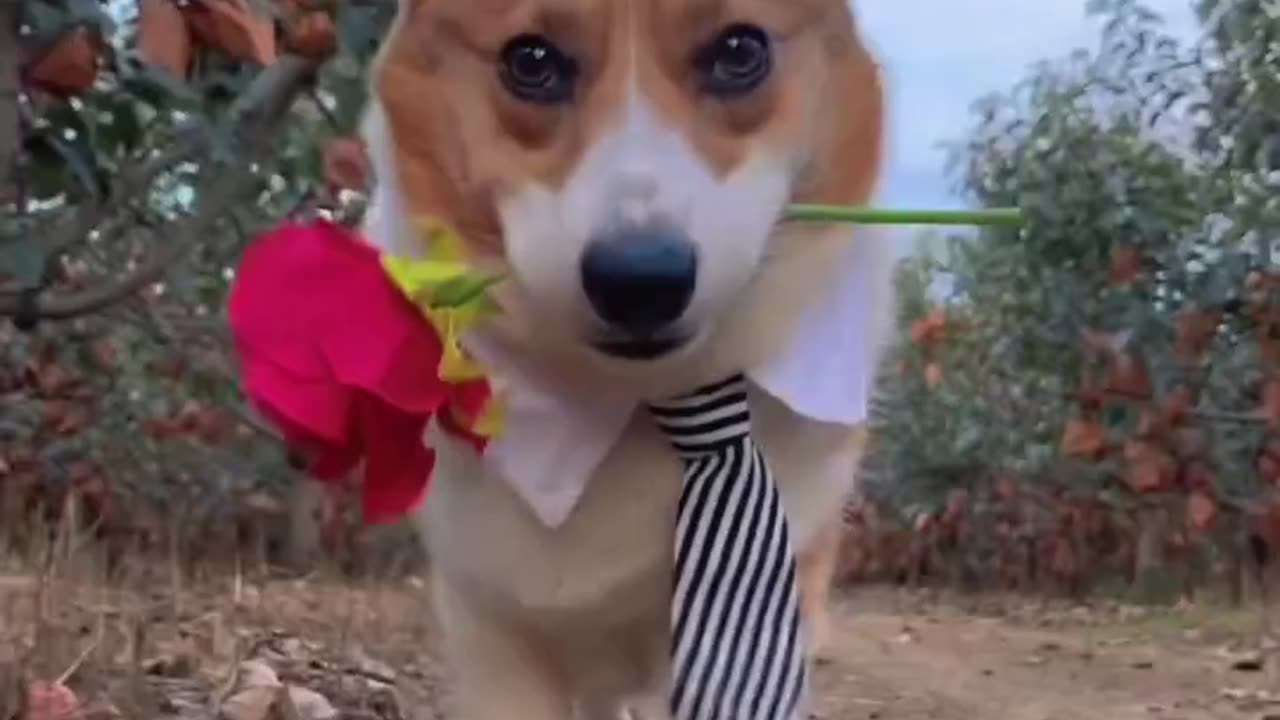 dog and flowers