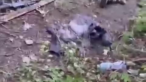 More Ukrainians making the right decision and surrendering.