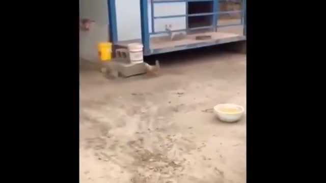 Super Smart Funny Animals - Cats, Dogs and others.2021