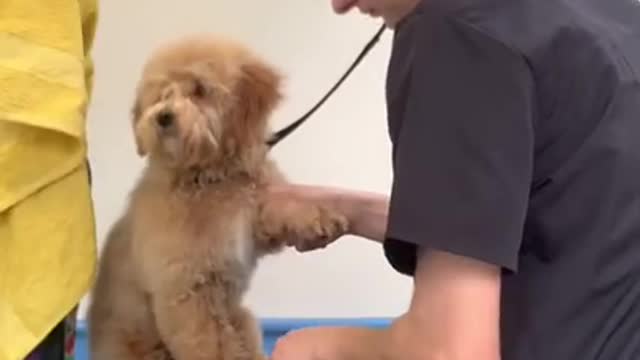 Cute puppy grooming