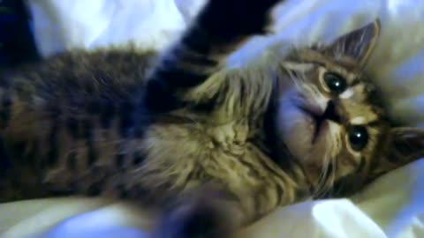 Happy Kitten Michael