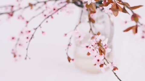 close-up-shot-of-flowers