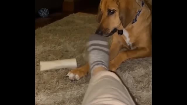 Funny animal video