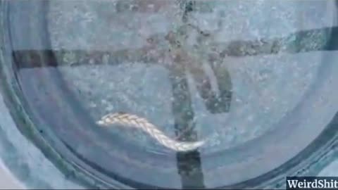 果物や野菜が遺伝子組み換えされているかどうかを検査する方法は次のとおりです。 GMO植物は塩水に自ら浮くのです！(魚のように泳ぐ！！)