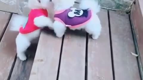 Hilarious Paws EP 30
