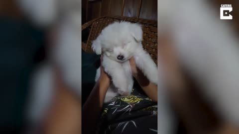 Tired Puppy Falls Asleep In His Owner's Arms