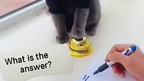 Beautiful Cat, Black Cat, Cats, Funny Cats, Funny Cat Videos