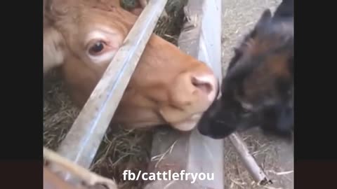 Funny animal videos of 2021| Usman Ali