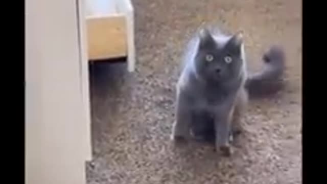 Funny Cat Video