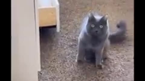 Funny Cat Video