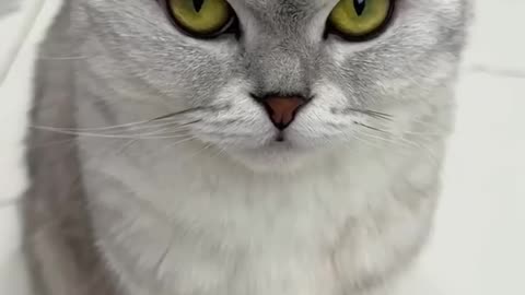 Angry Cat
