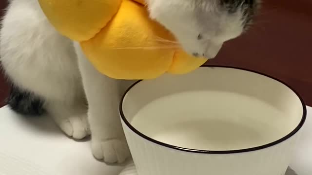 Cat immersed in drinking water