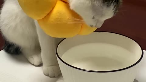 Cat immersed in drinking water