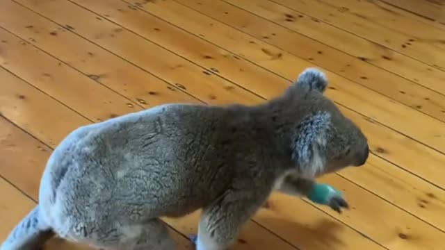 How happy is a Kuala bear getting bandaged after an injury?