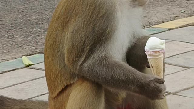 Monkey loves icecream