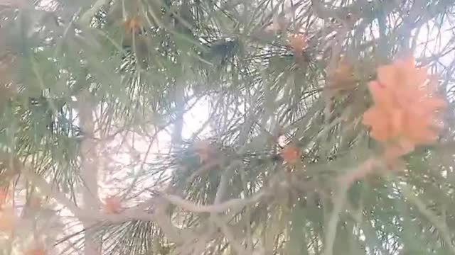 Pine cones in early spring