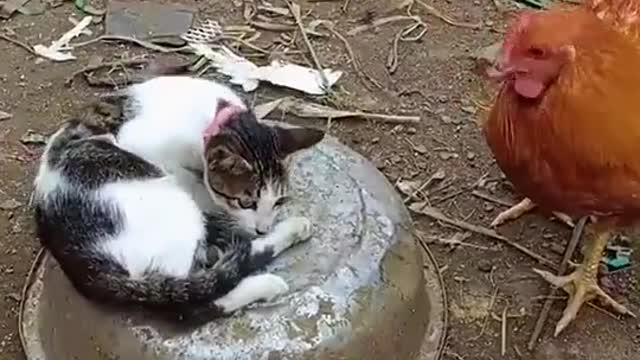 Кошка встреча с курицей