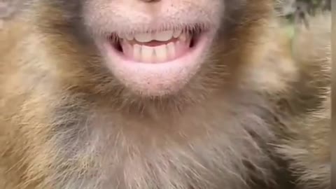 Monkey funny viral video