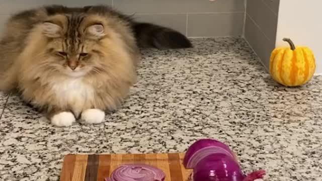 Seee how a cat chooses his food