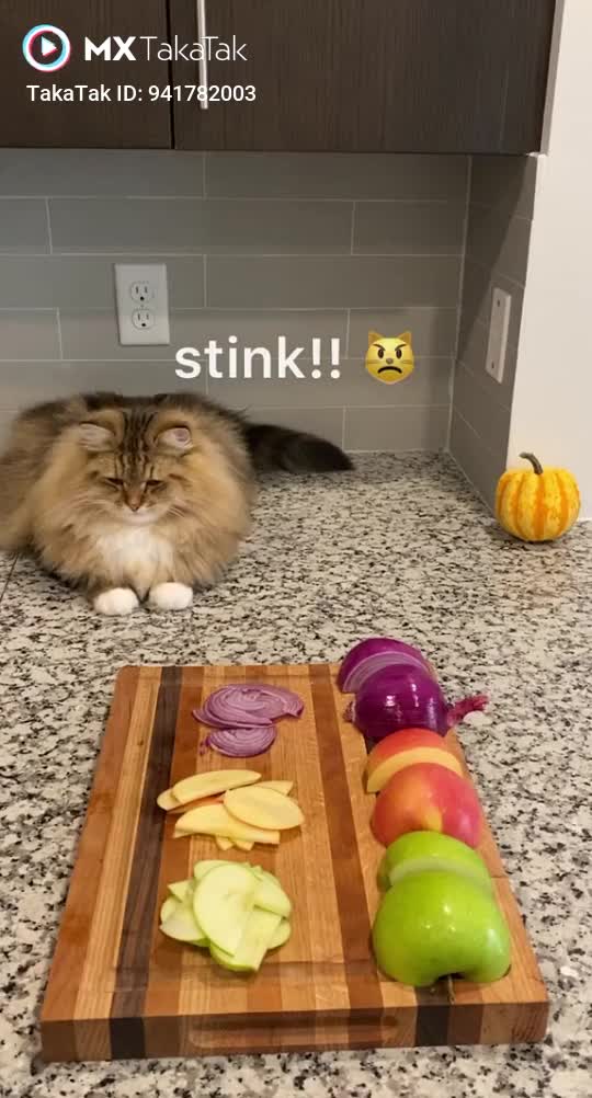Seee how a cat chooses his food