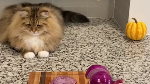 Seee how a cat chooses his food