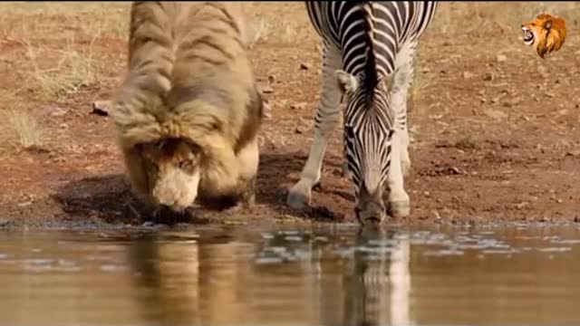 funny animal