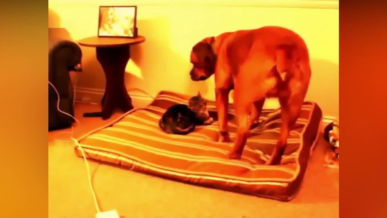 Cats Stealing Dog Beds Pets Love #1