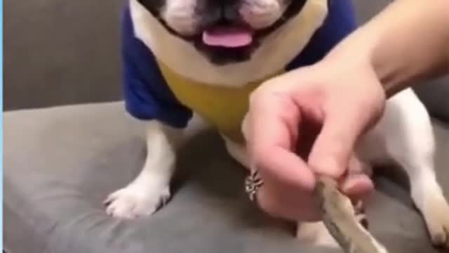adurable dog have funny reaction
