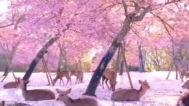 Deer Enjoying Each Others Company