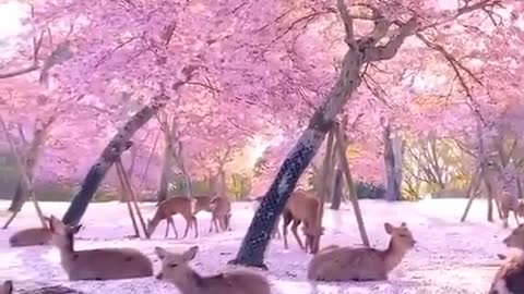 Deer Enjoying Each Others Company