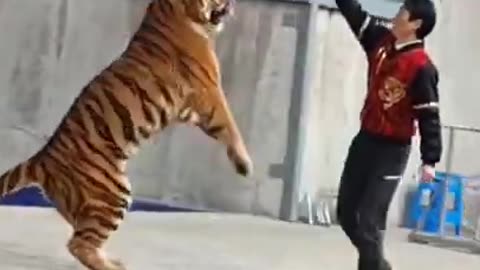 Tiger be treated as a 🐕