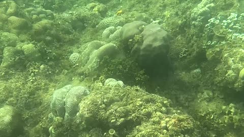 Snorkeling Adventure: Witnessing New Corals Bloom on the Reef