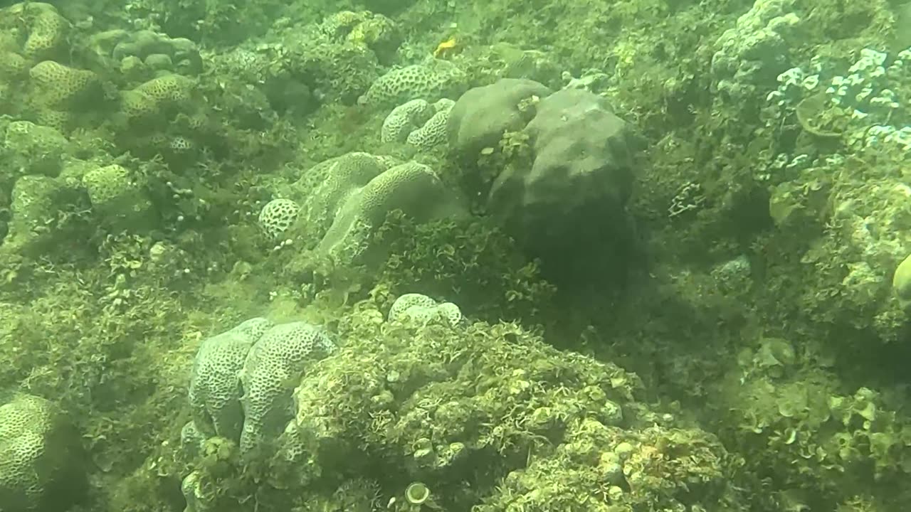 Snorkeling Adventure: Witnessing New Corals Bloom on the Reef