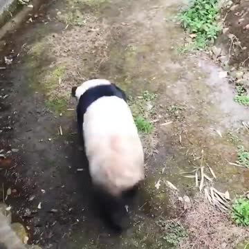 I'm the model actually 😎🐼.....😂😂😂 pandaWalk ....🐼🐾🐾😂Modeling star