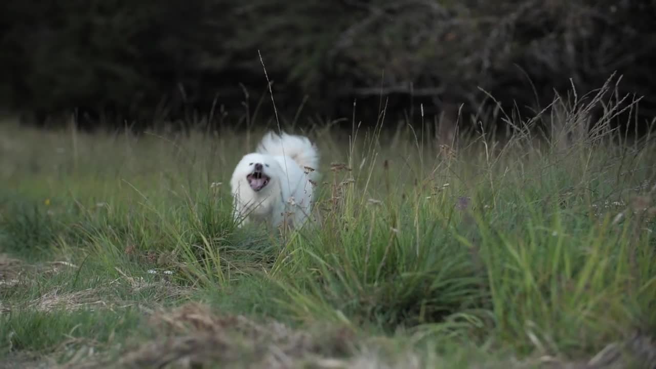 happier dogs