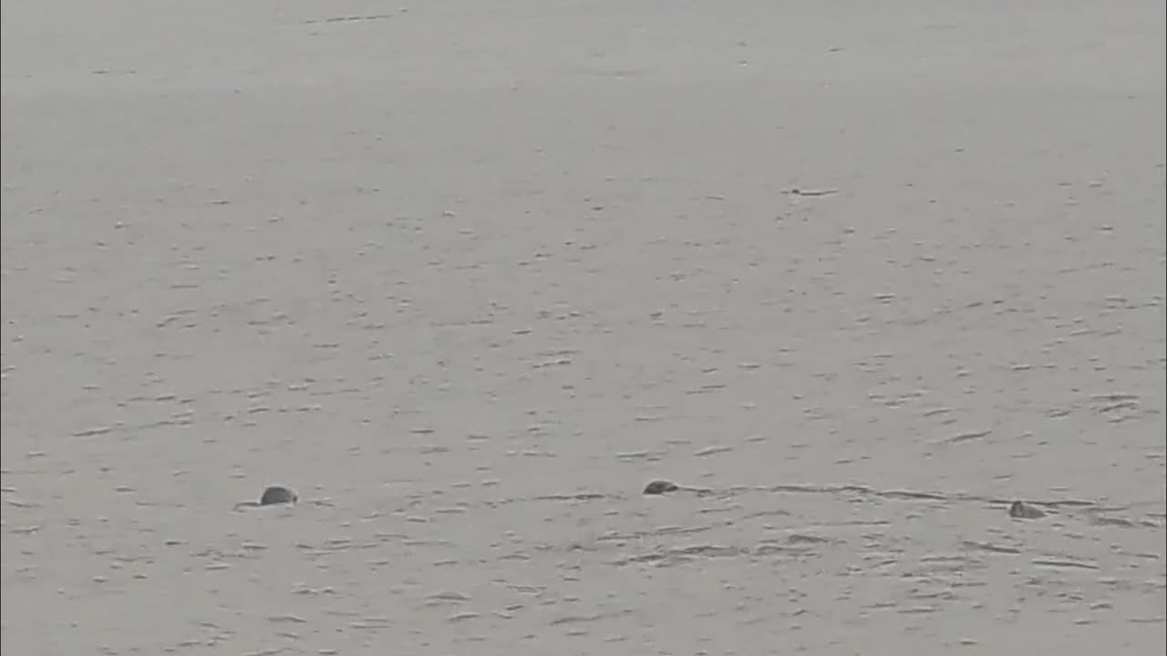 Peek-a-boo with the seals