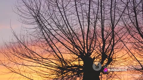 Remnants of a Tree Giant: Echoes of the Old World
