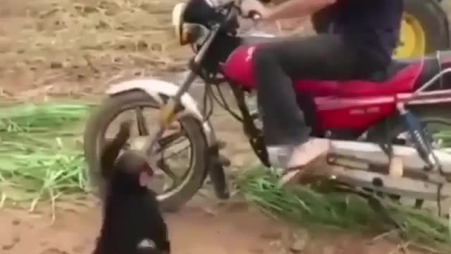 Funny black monkey movments